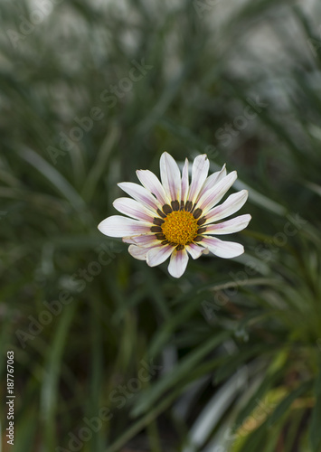 Beautiful white daisy flower with blurred background 