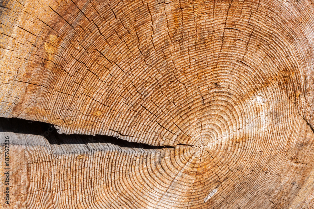 Naklejka premium Old cross wood saw cut with one large crack and a lot of microcracks and annual rings.