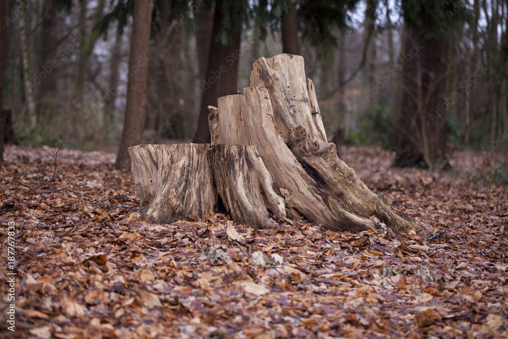 trunk on the cut tree