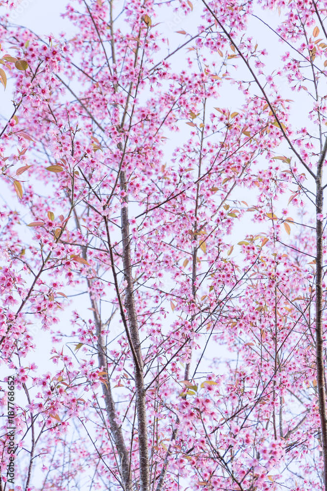 Wild Himalayan Cherry ( Prunus cerasoides ) ( Sakura in Thailand ) Wild Himalayan Cherry ( Prunus cerasoides ) ( Sakura in Thailand )
