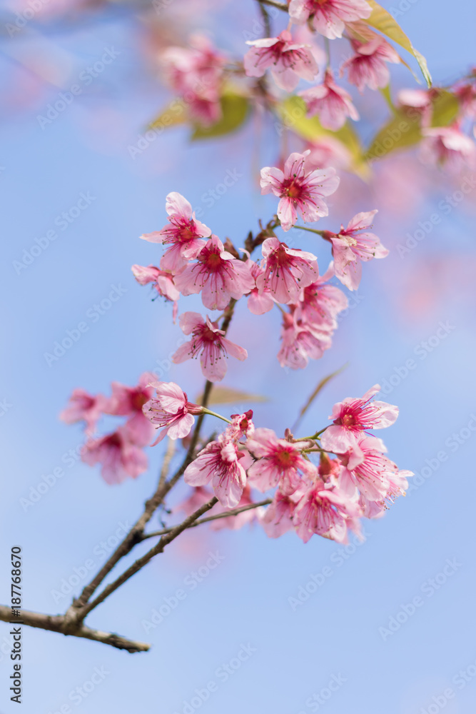 Wild Himalayan Cherry ( Prunus cerasoides ) ( Sakura in Thailand ) Wild Himalayan Cherry ( Prunus cerasoides ) ( Sakura in Thailand )