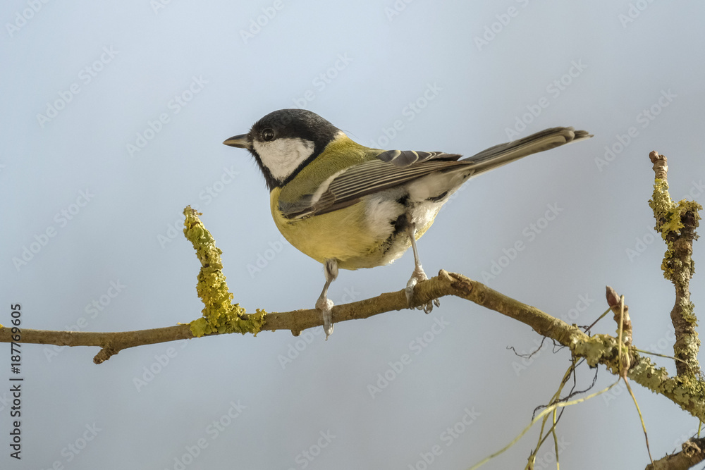 Obraz premium Kohlmeise