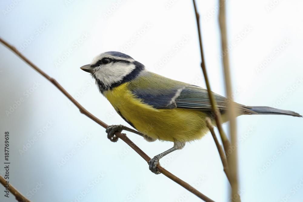 Obraz premium Blaumeise