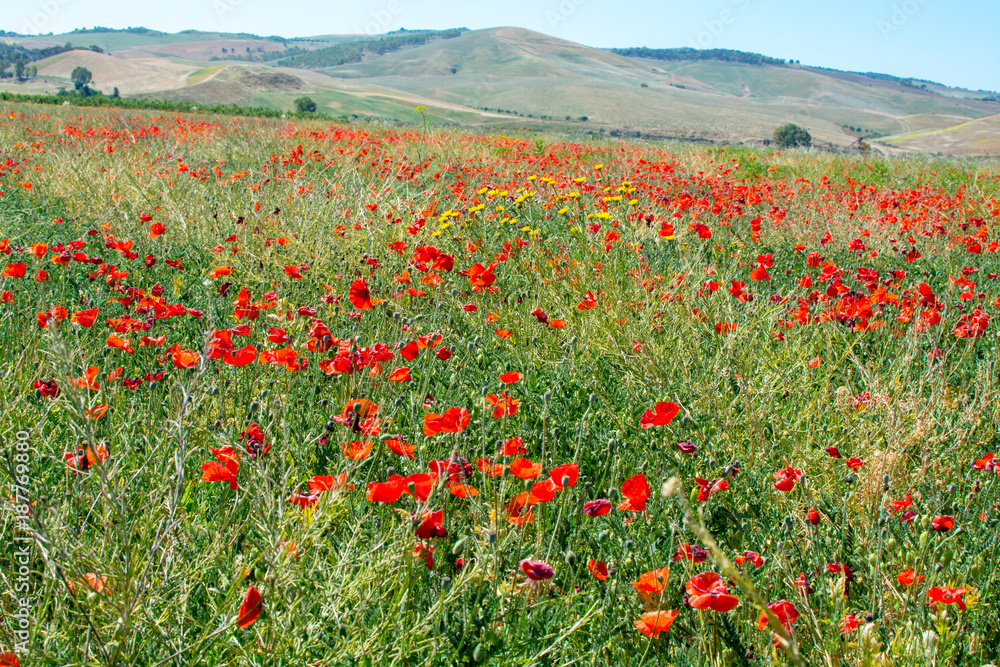 Sicily landscape - red poppy flowers in the fiels