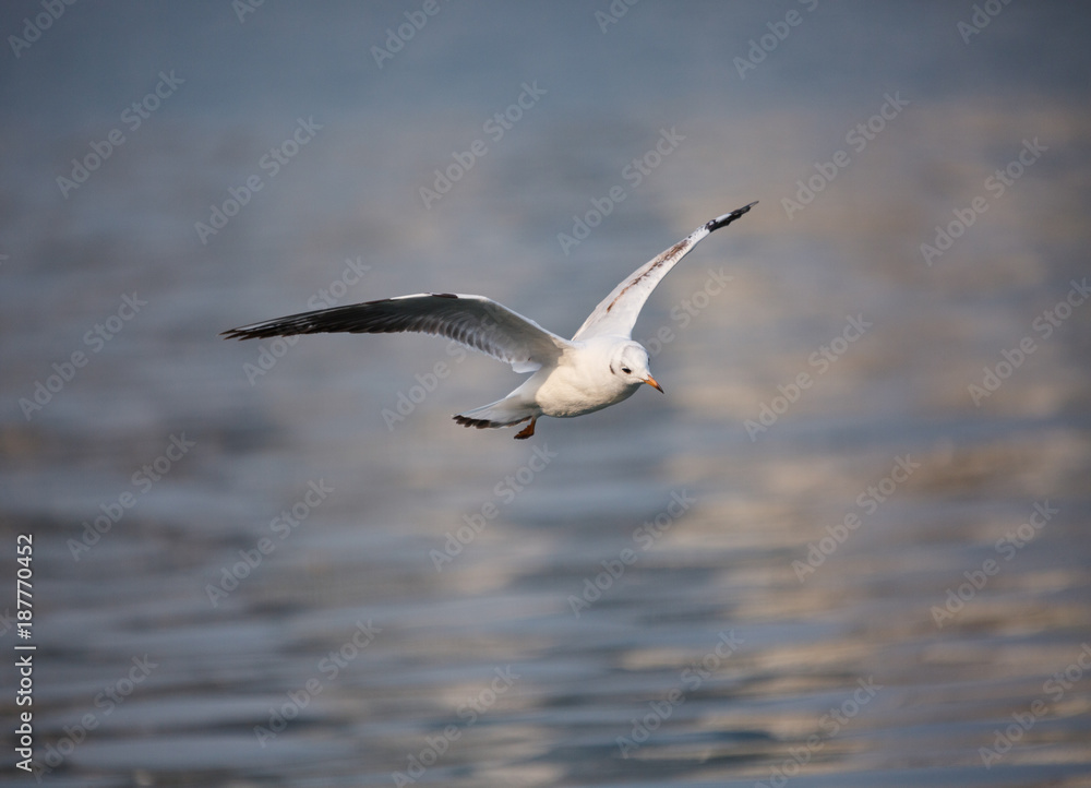 A flying bird A flying bird
