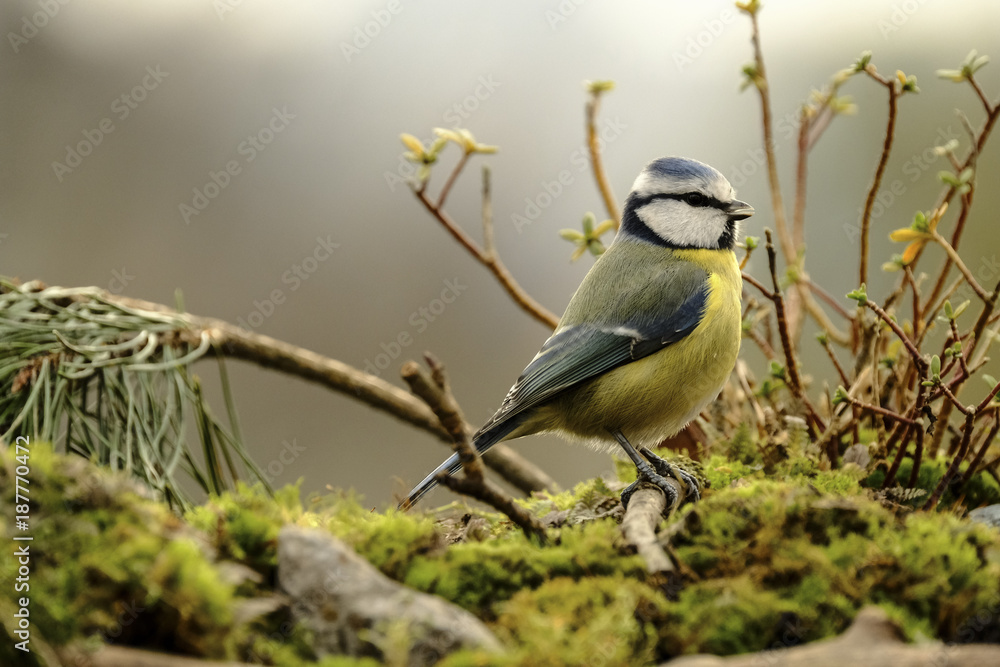 Obraz premium Blaumeise