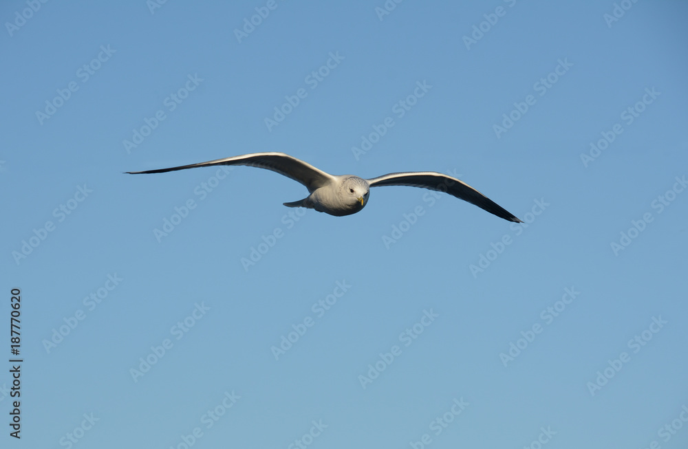 Seagull on the sky Seagull on the sky