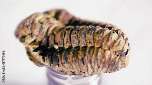 Trilobite fossil, macro, white background