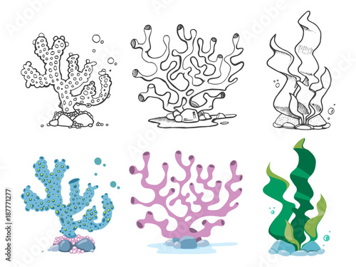Vintage and colorful corals, seaweeds and underwater plants