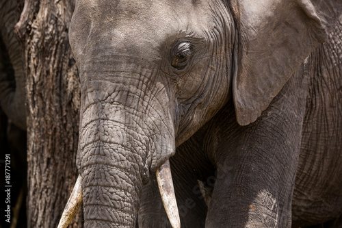 Elefantenportrait - Serengeti