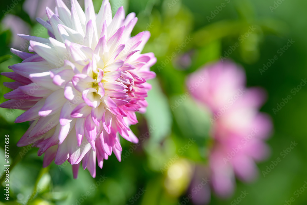 Dahlia white and purple flower. Field of beautiful blooming pink dahlia flowers. Dahlias growing in the garden. Dahlia white and purple flower. Field of beautiful blooming pink dahlia flowers. Dahlias growing in the garden.