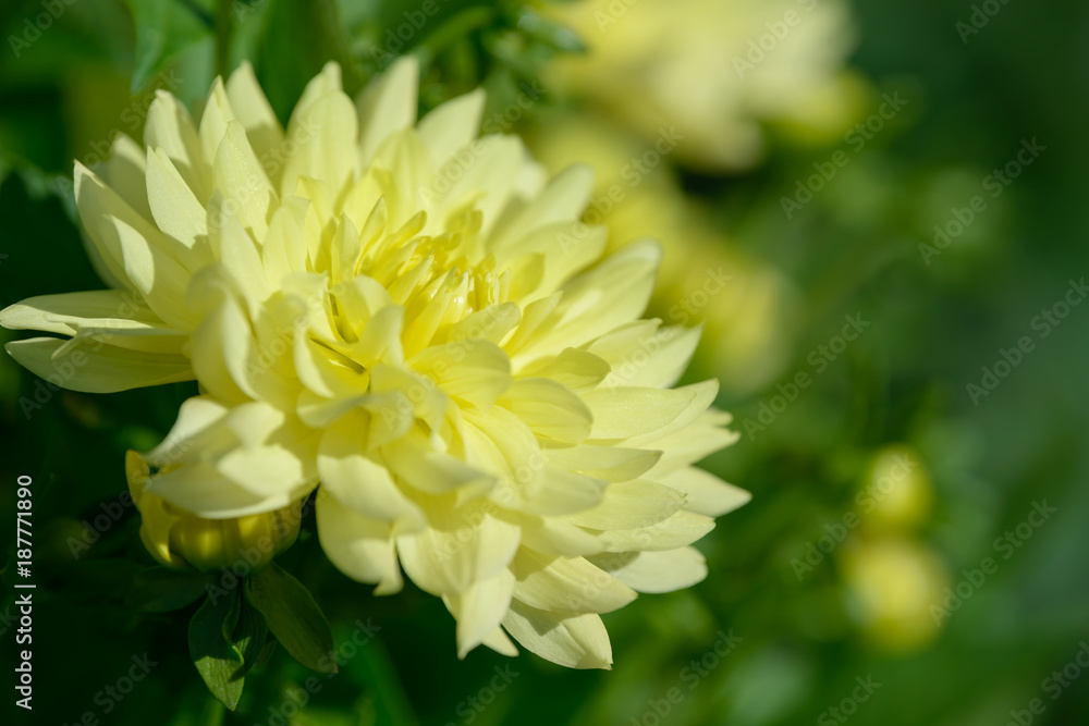 Dahlia white and yellow flower. Field of beautiful blooming dahlia flowers. Dahlias growing in the garden. Dahlia white and yellow flower. Field of beautiful blooming dahlia flowers. Dahlias growing in the garden.