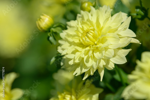 Fototapeta Naklejka Na Ścianę i Meble -  Dahlia white and yellow flower. Field of beautiful blooming dahlia flowers. Dahlias growing in the garden.
