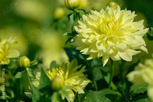 Fototapeta Naklejka Na Ścianę i Meble -  Dahlia white and yellow flower. Field of beautiful blooming dahlia flowers. Dahlias growing in the garden.