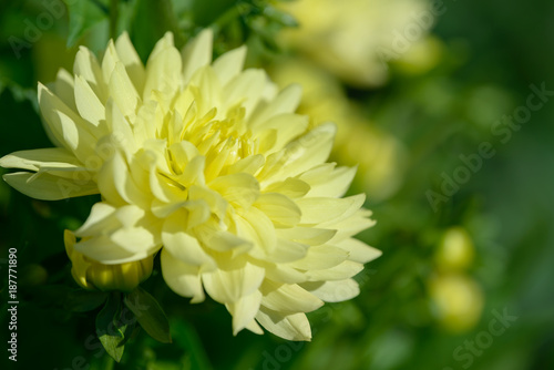 Dahlia white and yellow flower. Field of beautiful blooming dahlia flowers. Dahlias growing in the garden.