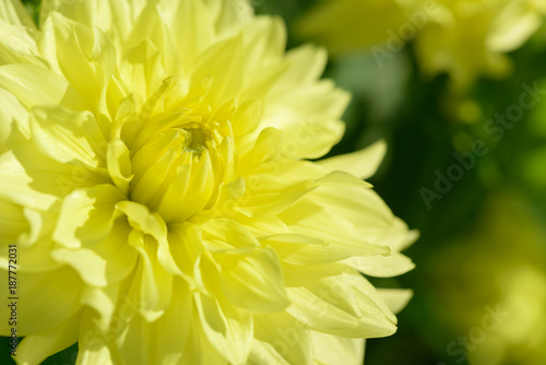 Fototapeta Naklejka Na Ścianę i Meble -  Dahlia white and yellow flower. Field of beautiful blooming dahlia flowers. Dahlias growing in the garden.
