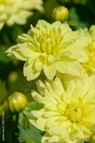 Fototapeta Naklejka Na Ścianę i Meble -  Dahlia white and yellow flower. Field of beautiful blooming dahlia flowers. Dahlias growing in the garden.