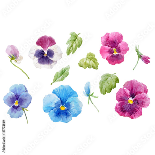 Watercolor pansy flower vector set