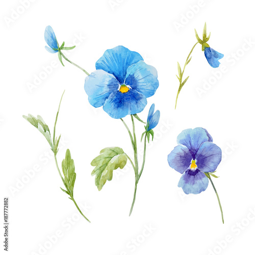 Watercolor pansy flower vector set
