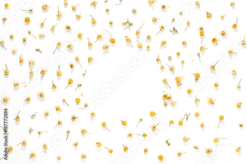 Dried yellow camomile tea background.