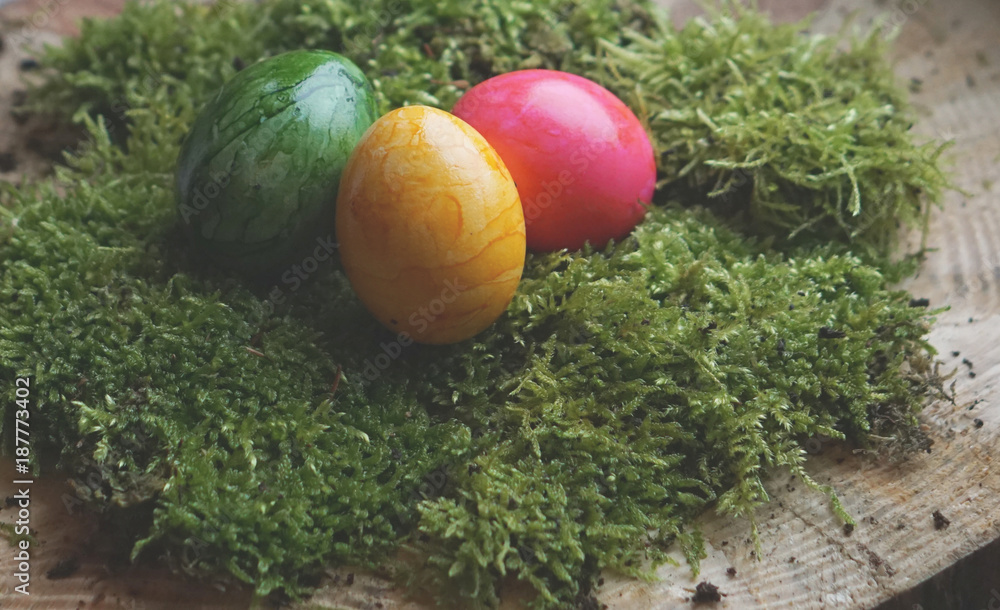 colored real easter eggs on real green moss colored real easter eggs on real green moss