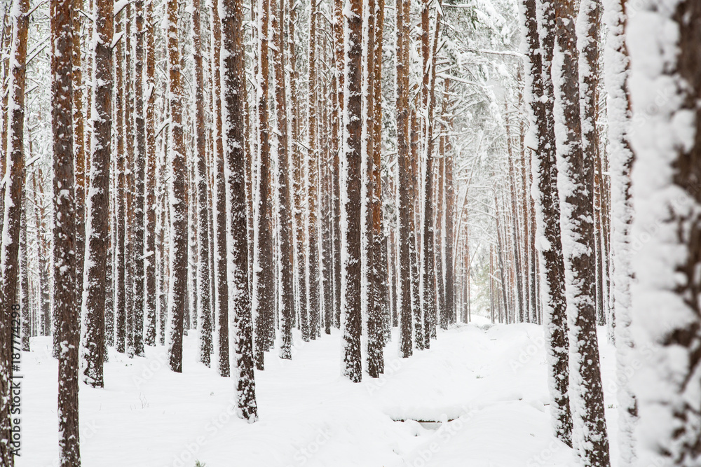 Winter nature background. Winter nature background.