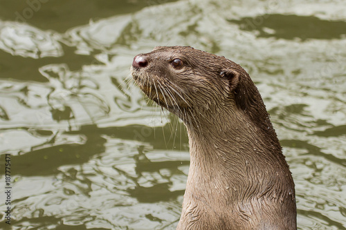 photo portrait of a Smooth coated Otter