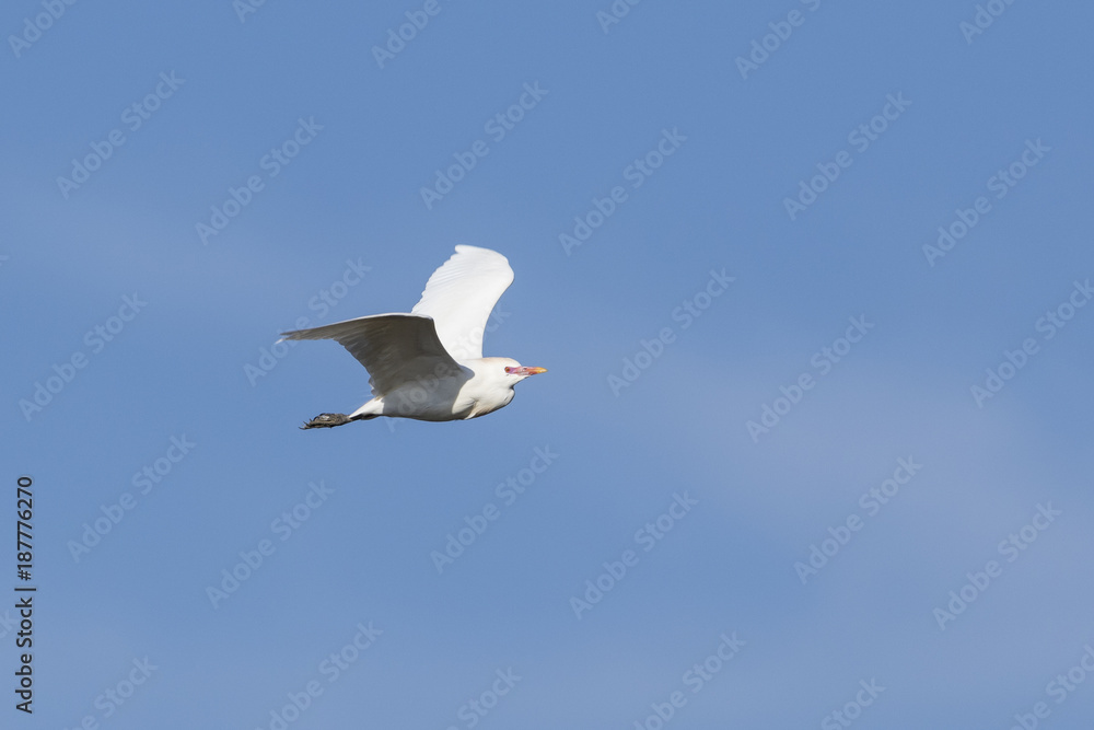 Garcilla bueyera (Bubulcus ibis) volando en cielo azul