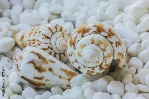 Three sea shells