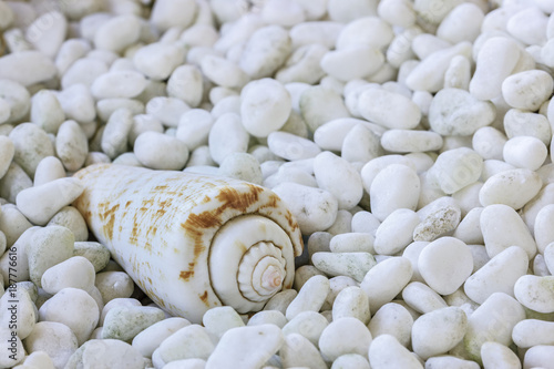 One sea shell