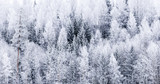 Frosty winter forestscape from Finland
