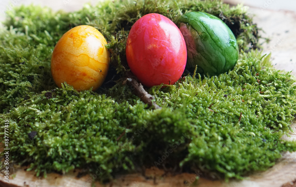 colored real easter eggs on real green moss colored real easter eggs on real green moss