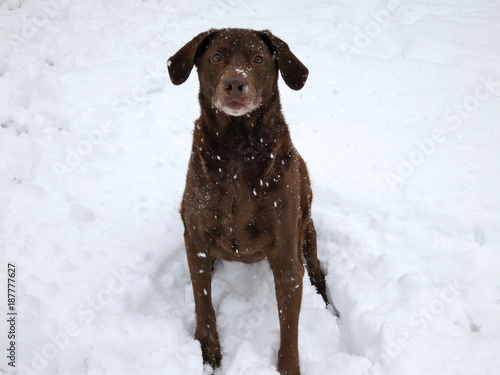 Portrait of a Dog in Snow