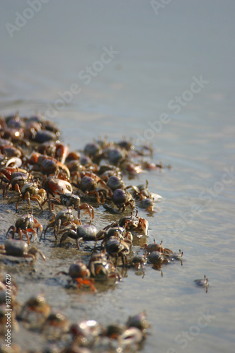 Crabs on Shore