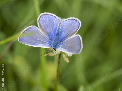Ein kleiner blauer Schmetterling sitzt auf einer Blüte. © goldi59