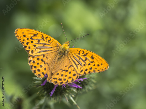 Ein Schmetterling(Kaisermantel) sitzt auf einer aufgeblühter Distel.