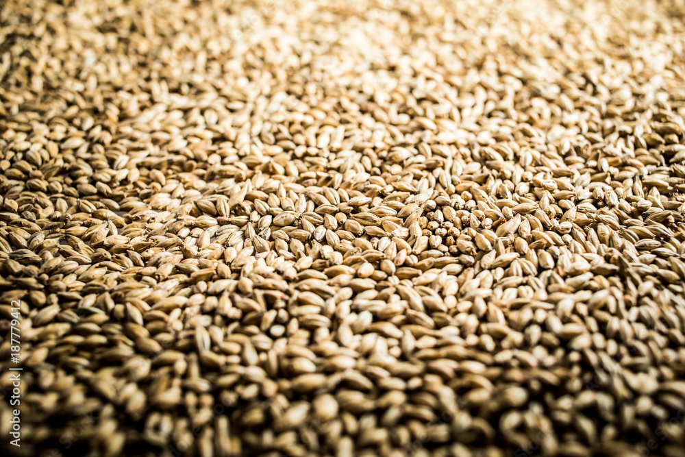 Pilsner Malt Beer Grain Texture Pilsner Malt Beer Grain Texture