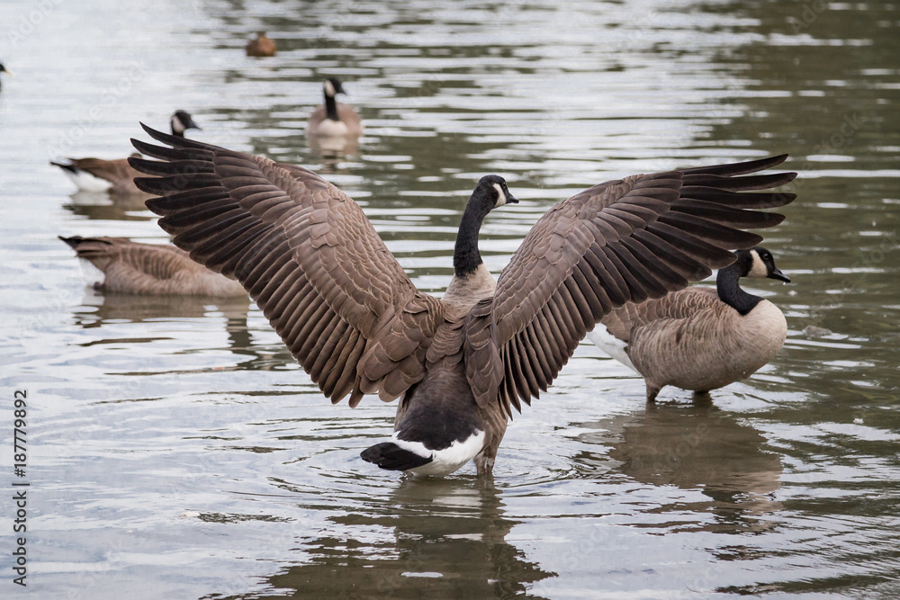 Obraz premium Canadian Goose