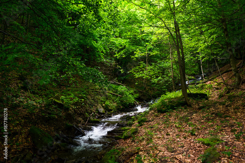 Fényképezés small rapid brook in green forest