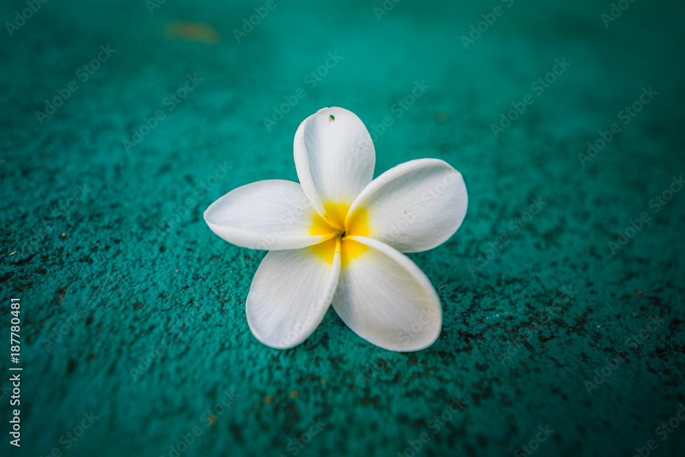 White bloommed Flower of Plumeria on Green Texture. White bloommed Flower of Plumeria on Green Texture.