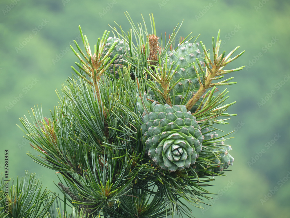 Obraz premium Orzech cedrowy, szyszka zielona zielona. Orzech sosny, bryła sosny, drewno cedrowe. Gałąź cedru. Drewno cedrowe Woodland