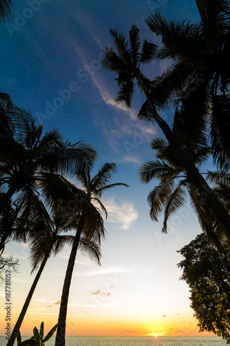 Fototapeta Naklejka Na Ścianę i Meble -  Exotic palms growing at seaside in Caribbean in sunset lights.