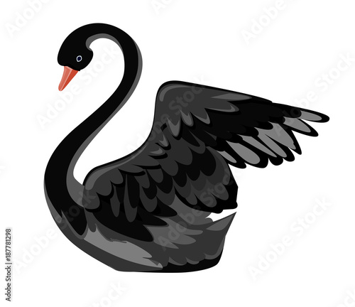 Beautiful black swan