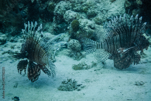 Lionfishs swimming at the ocean ground.
