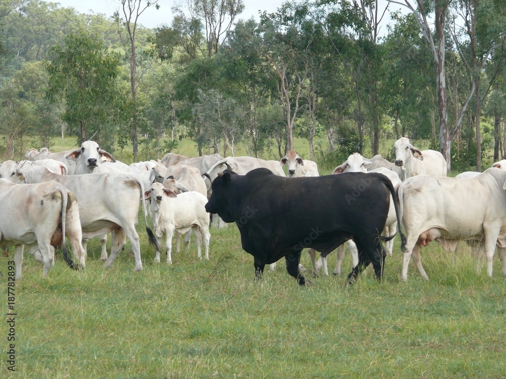 Cultivator black in a herd of white Indian cows grazing in Australian East Cultivator black in a herd of white Indian cows grazing in Australian East