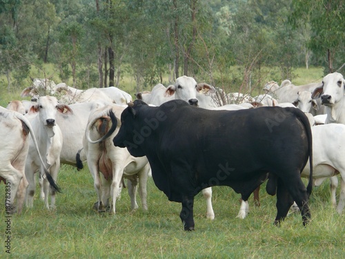 Wallpaper Mural Cultivator black in a herd of white  cows grazing in Australian East Torontodigital.ca