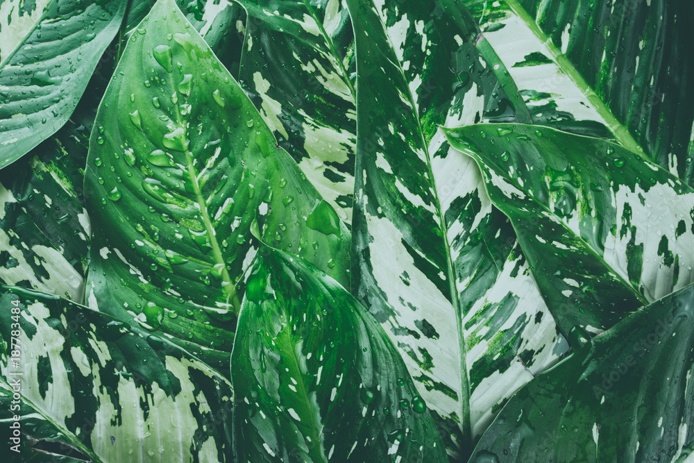 Fototapeta zielone liście tropikalne pokryte kroplami deszczu