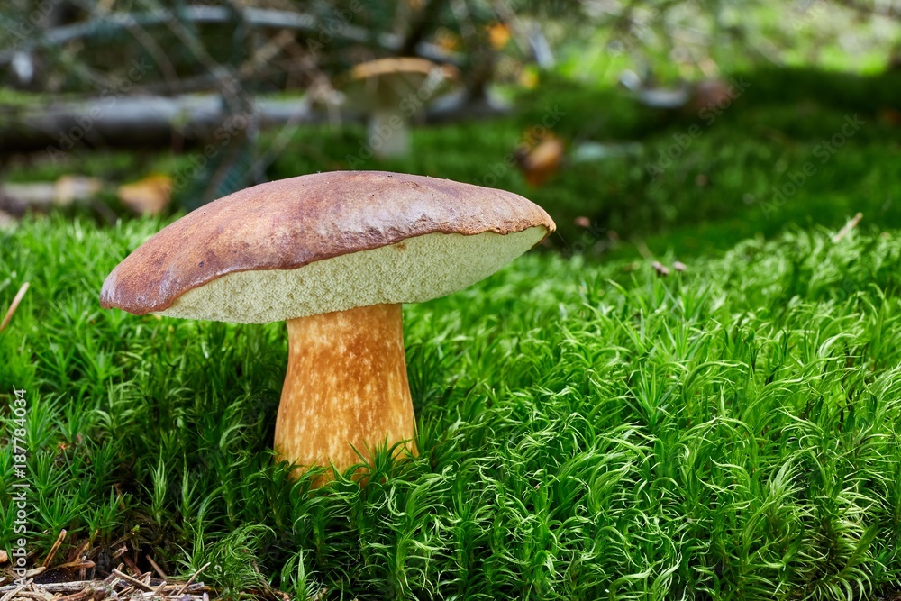 Imleria badia. Fungus in the natural environment. Imleria badia. Fungus in the natural environment.