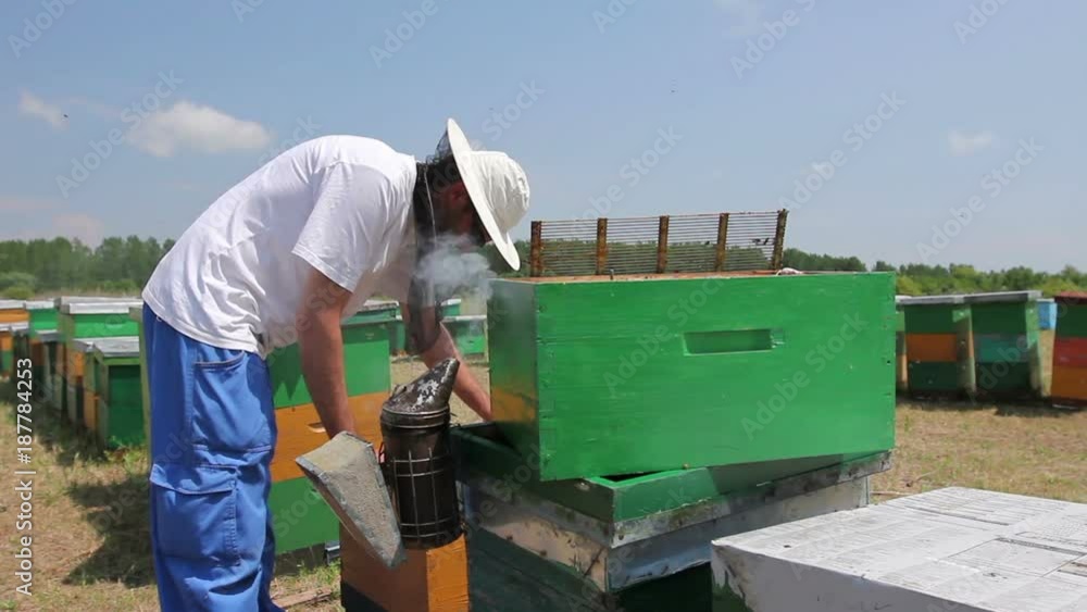Apiarist, beekeeper is checking bees on honeycomb wooden frame
Beekeeper is taking out the honeycomb on wooden frame to control situation in bee colony.
Apiarist, beekeeper is checking bees on honeycomb wooden frame
Beekeeper is taking out the honeycomb on wooden frame to control situation in bee colony.