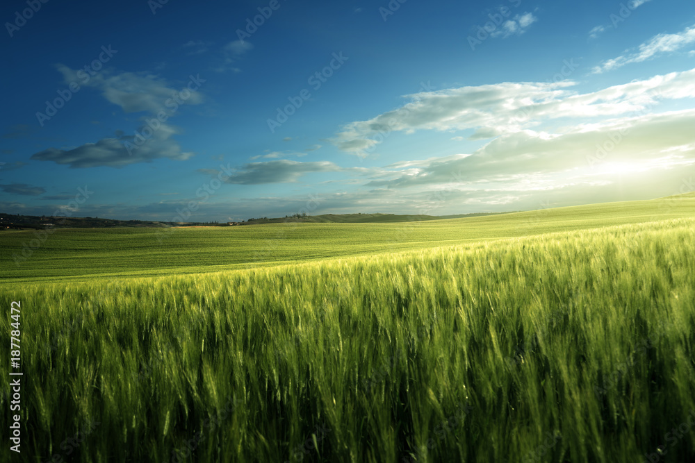 Green field of wheat in Tuscany, Italy Green field of wheat in Tuscany, Italy